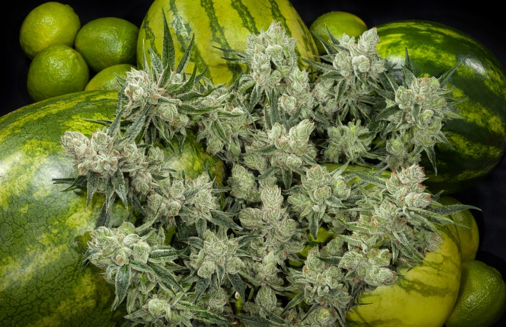 Watermelon Kush strain review, cannabis, marijuana, weed, pot, plant