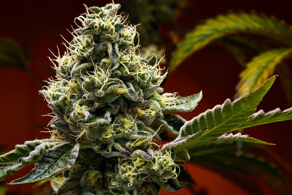 Birthday Cake Strain Review & Growing Guide (Aka Birthday Cake Kush), MARIJUANA, WEED, CANNABIS SEEDS, DR.SEEDS