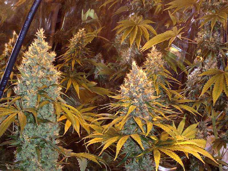 White Rhino flower bud plant