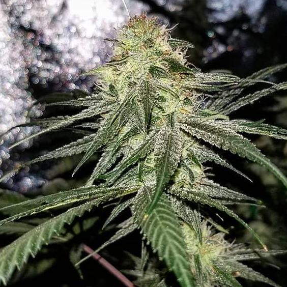 agent-orange grow strain review weed flower seeds