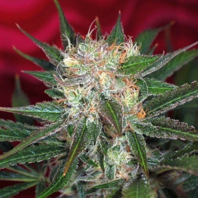 agent-orange grow strain review weed flower