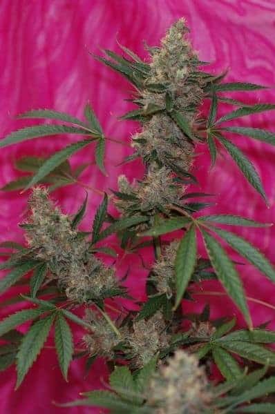 agent-orange grow strain review weed