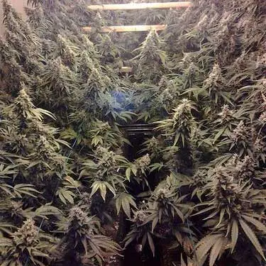 Sour Diesel Strain Marijuana Review & Growing Info, cannabis, weed, seeds, ilgm