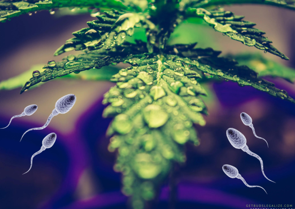 Does Smoking Weed Affect Sperm? All You Need to Know, Cannabis Male Fertility, Smoking Weed Affect Sperm