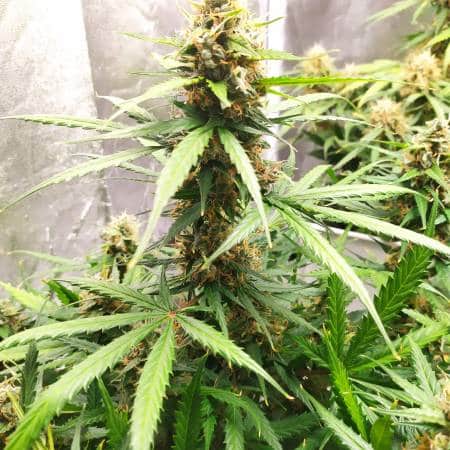 Sensi Amnesia Auto strain review, cannabis, marijuana, weed, pot, sensi seeds
