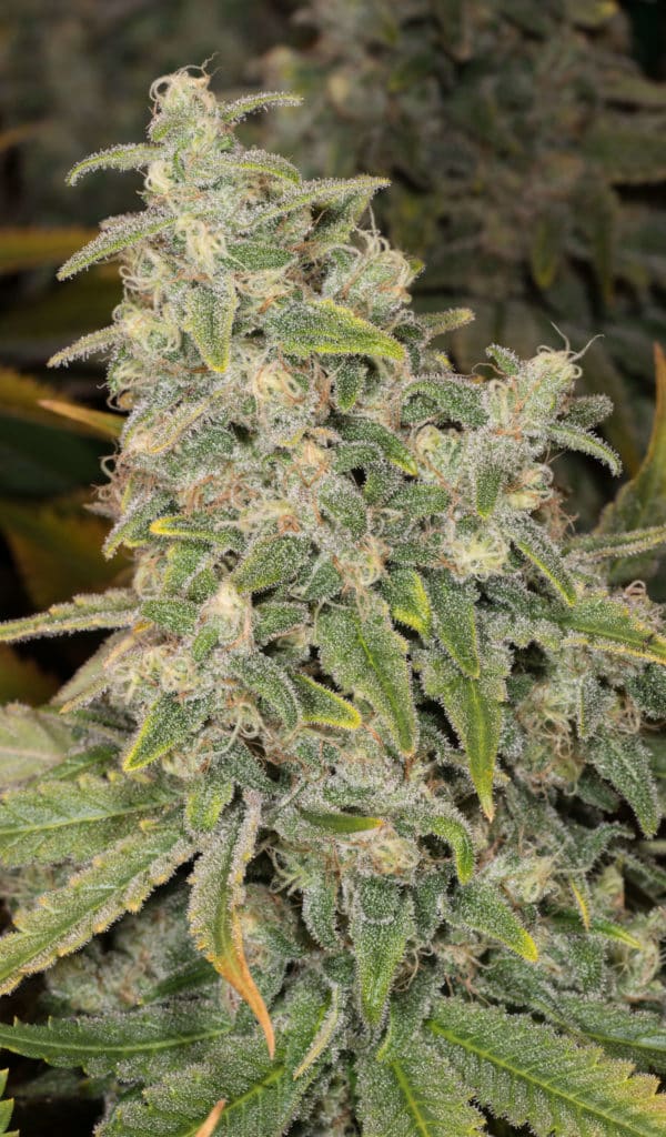 Banana Kush strain review, cannabis, marijuana, wee, pot, plant