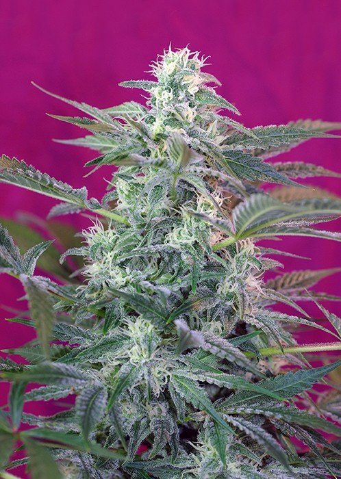 Sasquatch Sap strain review, bigfoot, yeti, cannabis, weed, marijuana, pot, plant