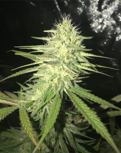Birthday Cake Strain Review & Growing Guide (Aka Birthday Cake Kush) 19 Birthday Cake Strain Review & Growing Guide (Aka Birthday Cake Kush), MARIJUANA, WEED, CANNABIS SEEDS, DR.SEEDS