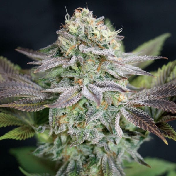 BLUE DREAM strain review, cannabis, marijuana, weed, pot, plant