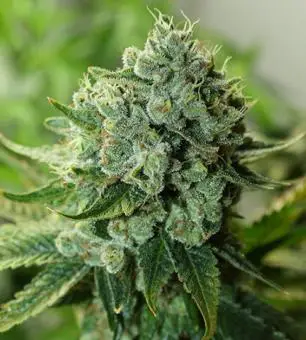 Jenny Kush strain review, cannabis, marijuana, weed, pot, plant
