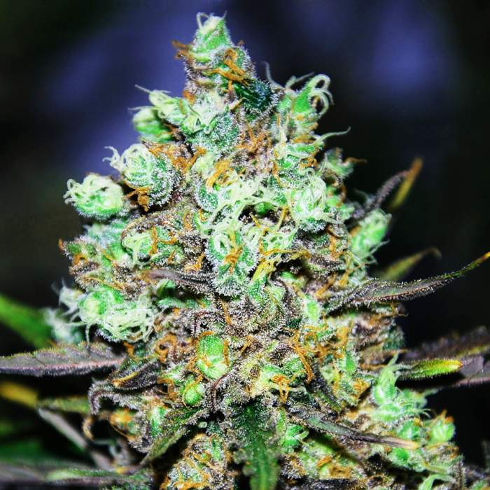 Candy Kush strain review, marijuana, cannabis, weed, pot, plant