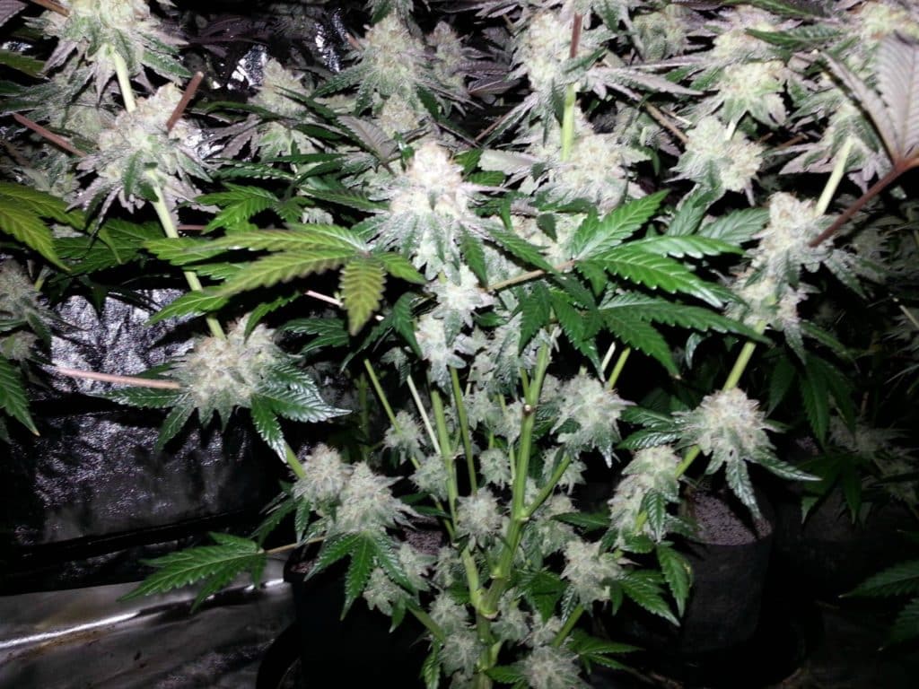 candyland flower plant weed grow