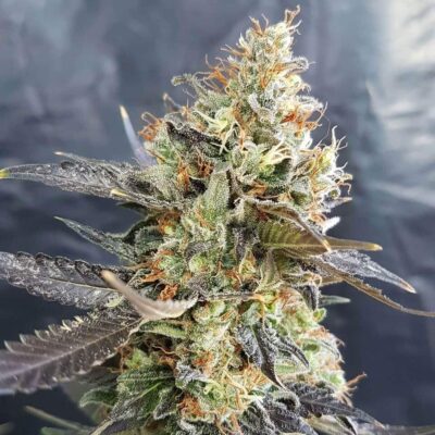 Candyland Strain Review & Growing Guide | Learn All About 18 Candyland Strain Review & Growing Guide, MARIJUANA, WEED, CANNABIS SEEDS, dR. sEEDS