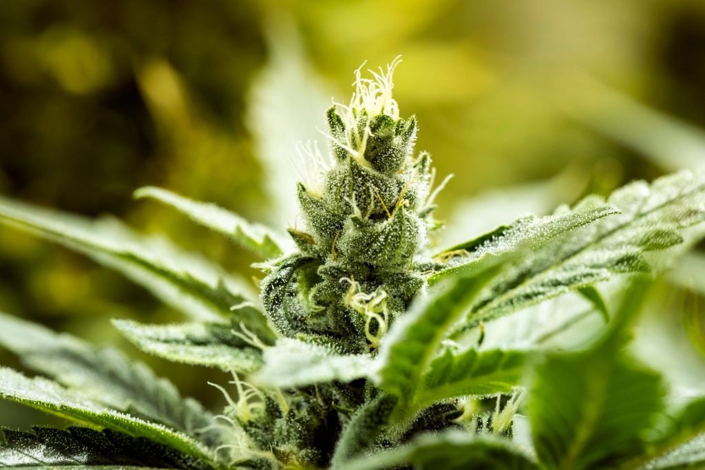 cannabis plant 1