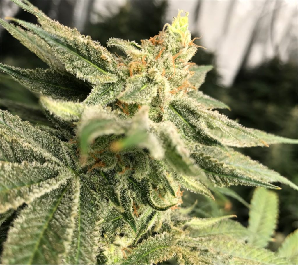 Chernobyl strain review grow flower weed marijuana