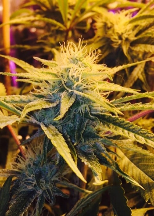 Miami Heat Haze strain review – GetBudsLegalize.com