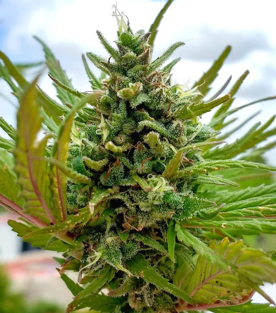 Blueberry Haze strain review flower groe marijuana