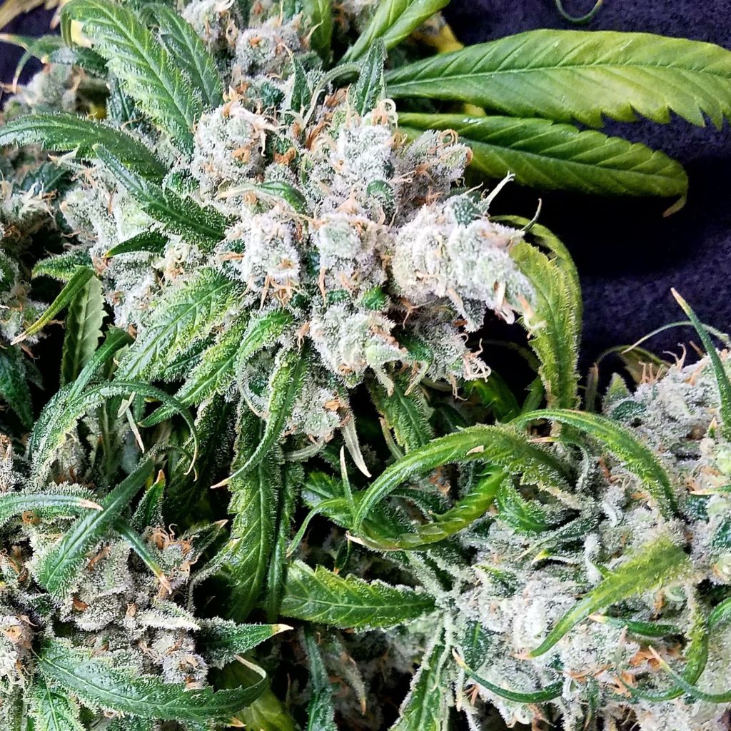 Moonshine Haze strain review flower grow marijuana weed