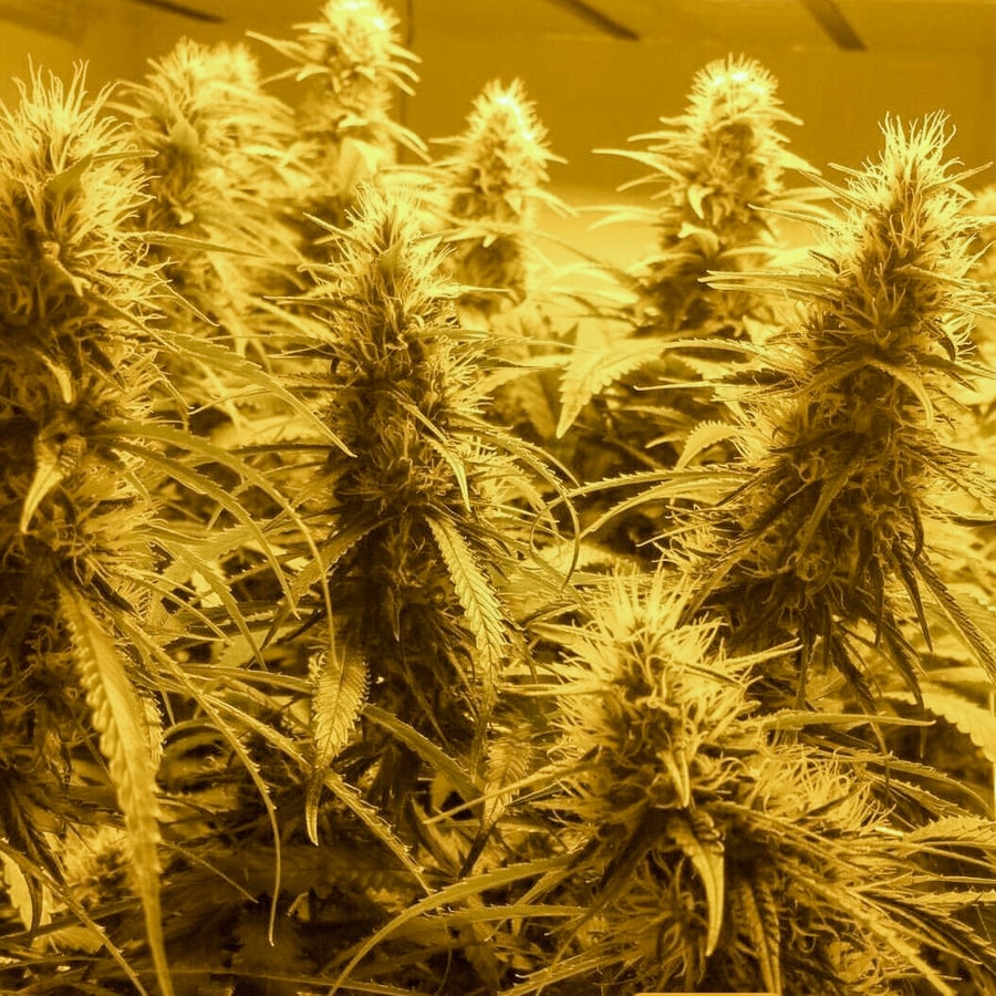 ghost train haze weed seeds review