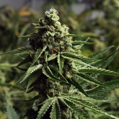 Ghost Train Haze Strain Review & Growing Guide | All You Need to Know ...