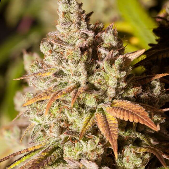 GORILLA GLUE strain review, cannabis, marijuana, weed, pot, plant