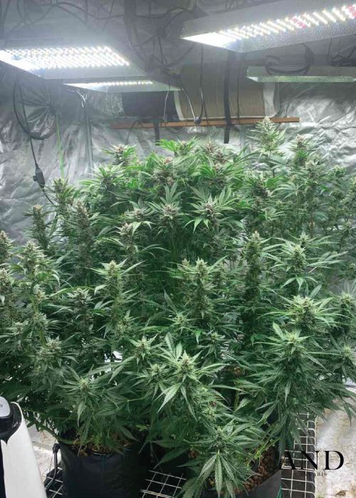 Strawberry Kush strain review, cannabis, marijuana, weed, pot, plant