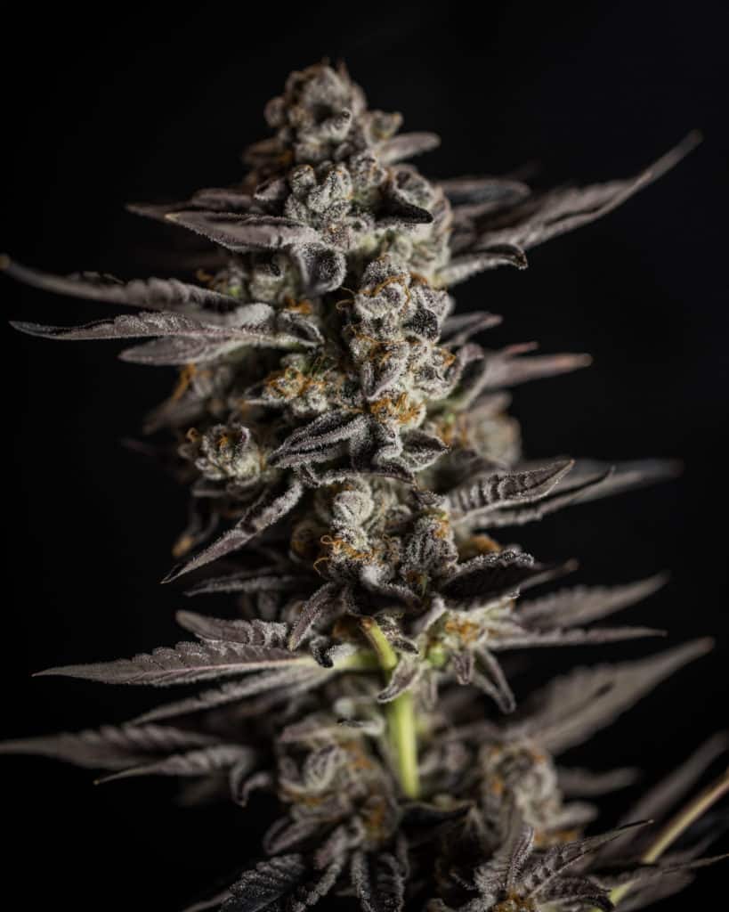 Blue Cheese strain review, cannabis, marijuana, weed, pot, plant