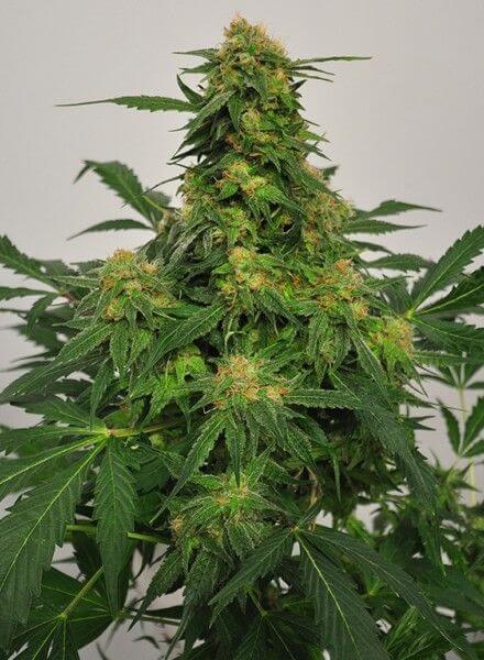 Harlequin strain review, cannabis, marijuana, weed, pot, plant
