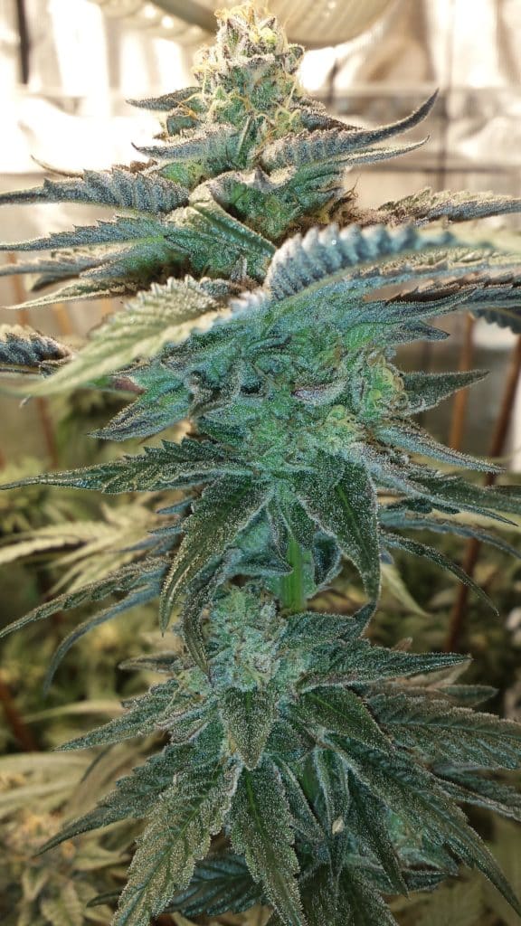 Triangle Kush strain review, cannabis, weed, marijuana, pot, plant