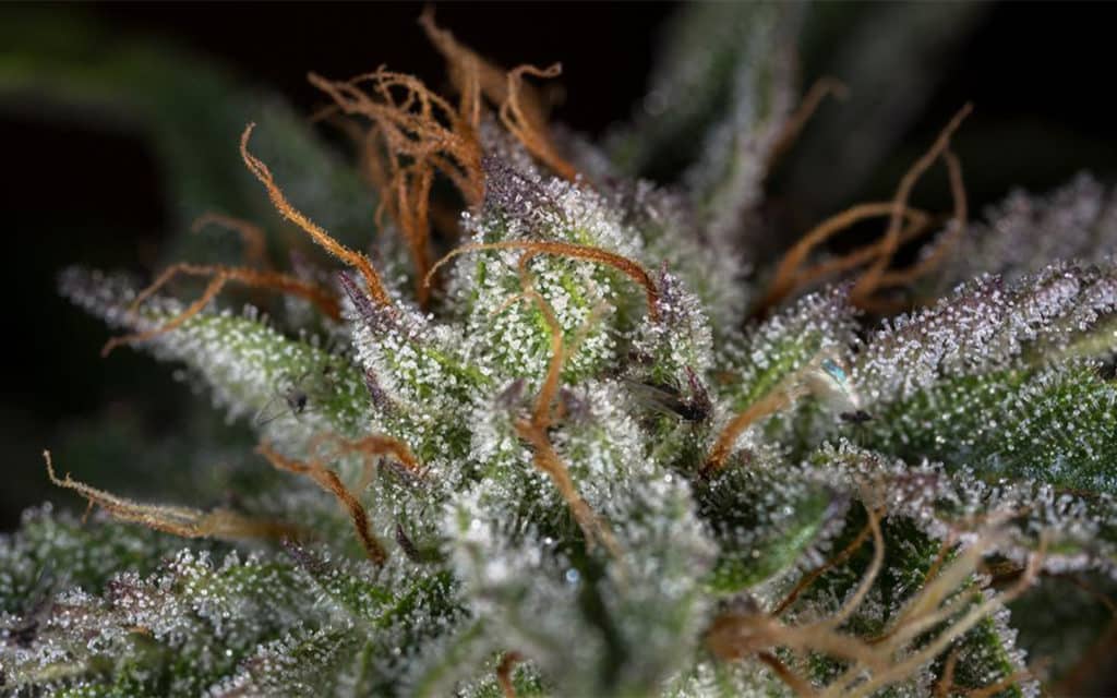 Hindu Kush Weed strain review, cannabis, marijuana, pot, plant