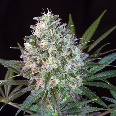 Wappa strain review, cannabis, marijuana, weed, pot, plant