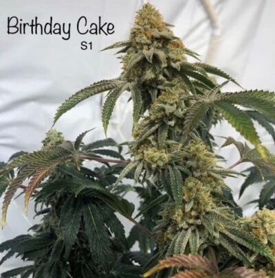 Birthday Cake Strain Review & Growing Guide (Aka Birthday Cake Kush) 18 Birthday Cake Strain Review & Growing Guide (Aka Birthday Cake Kush), MARIJUANA, WEED, CANNABIS SEEDS, DR.SEEDS