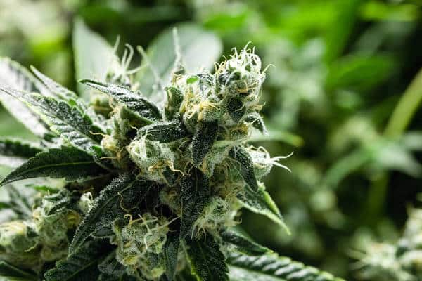 Jenny Kush strain review, cannabis, marijuana, weed, pot, plant