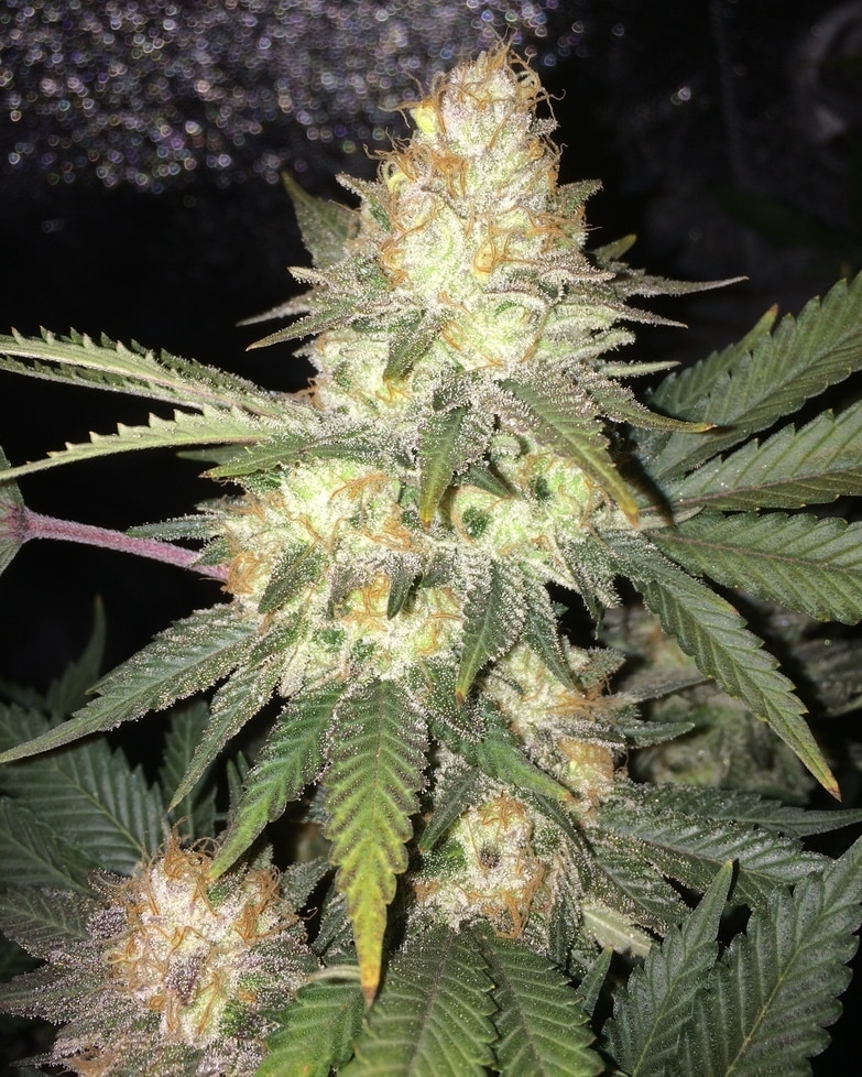 Moonshine Haze strain review flower grow marijuana weed
