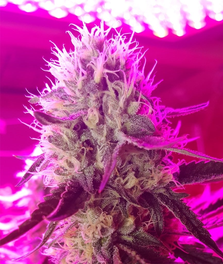 Jenny Kush strain marijuana review, cannabis, marijuana, weed, pot, plant