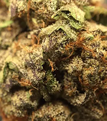 Forbidden Fruit Strain Review & Growing Guide, marijuana, weed, cannabis seeds, dr.seeds