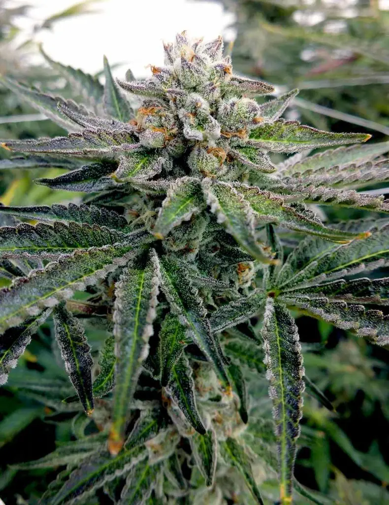 Lava Cake Strain Review & Growing Guide, MARIJUANA, CANNABIS, WEED, DR.SEEDS