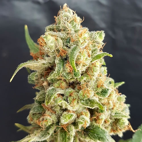 Sojay Haze strain review grow flower weed marijuana