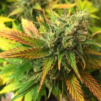 Liberty Haze Strain Review & Growing Guide | Expert Advice ...