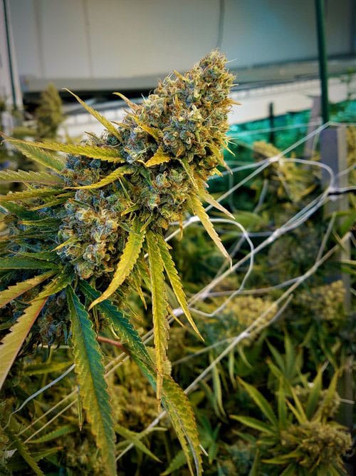 Liberty Haze strain review grow marijuana flower