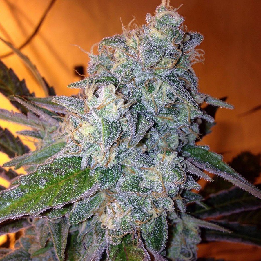 Liberty Haze strain review grow marijuana flower