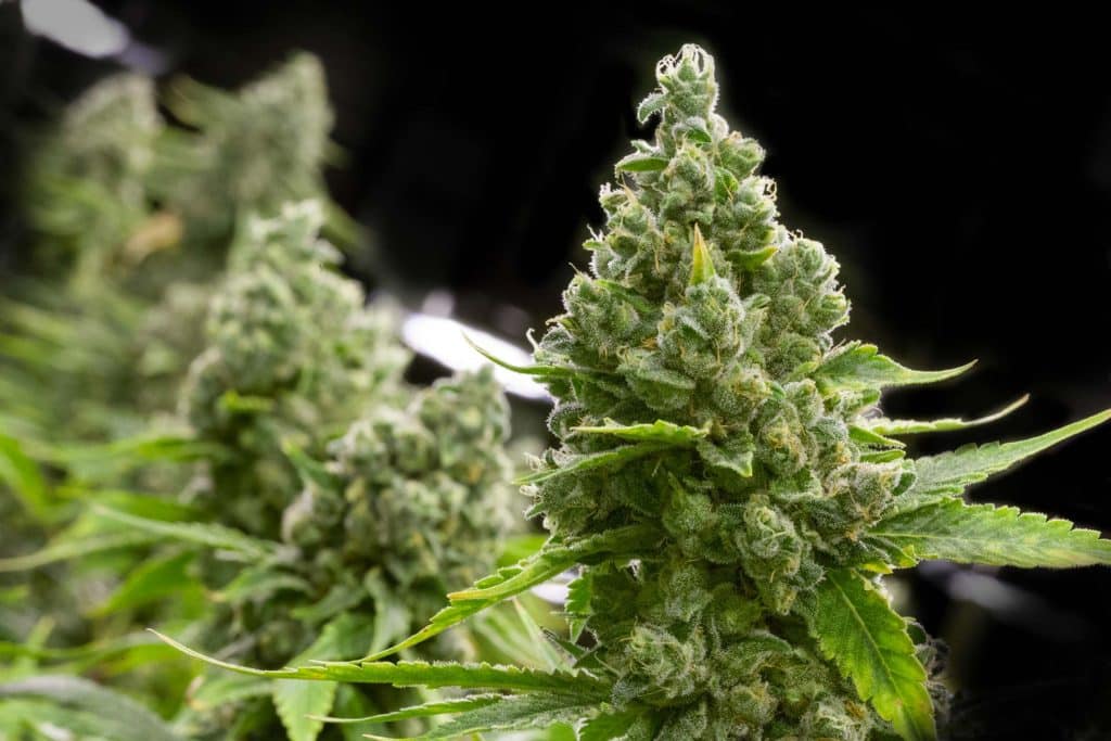 Blueberry headband strain review plant weed grow flower