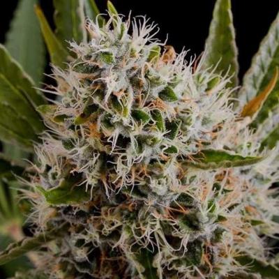 Jenny Kush strain review, cannabis, marijuana, weed, pot, plant