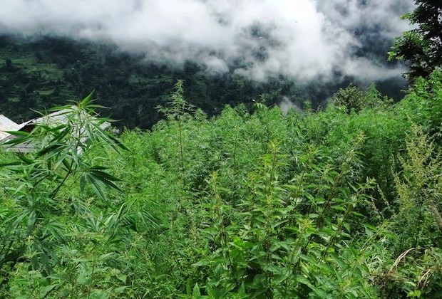 Malana,India's cannabis legalization