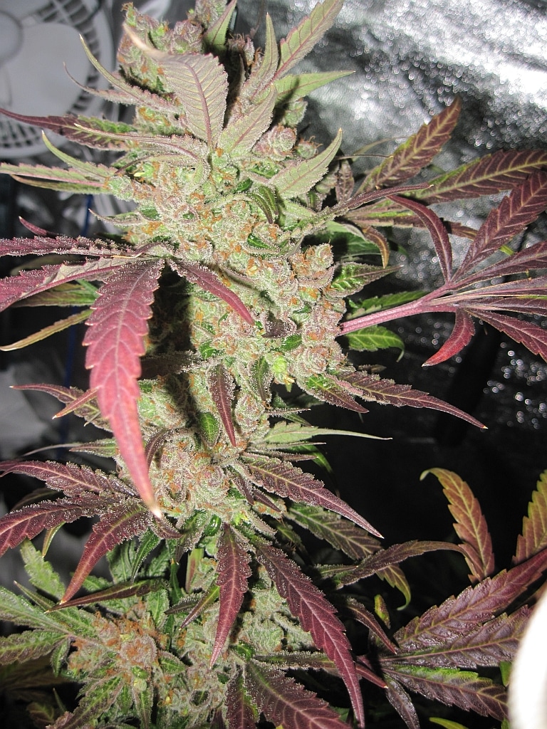 Master Kush strain review, sensi seeds, cannabis, marijuana, weed, plant, pot, getbudslegalize