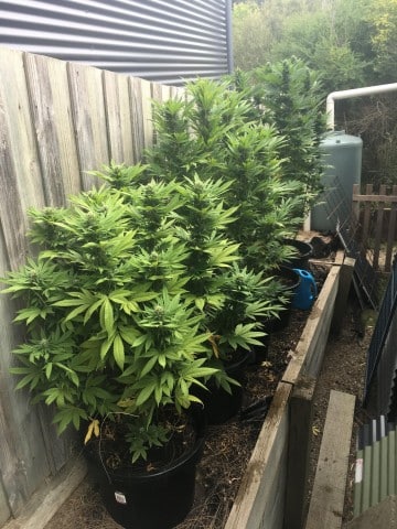 Mango Kush strain review, cannabis, marijuana, weed, pot, plant