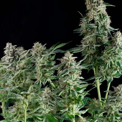 Northern Lights Strain Review & Growing Guide | Learn All About It 19 Northern Lights Strain Review & Growing Guide, WEED, MARIJUANA, CANNABIS SEEDS, ILGM, SENSI SEEDS , ROYAL QUEEN SEEDS