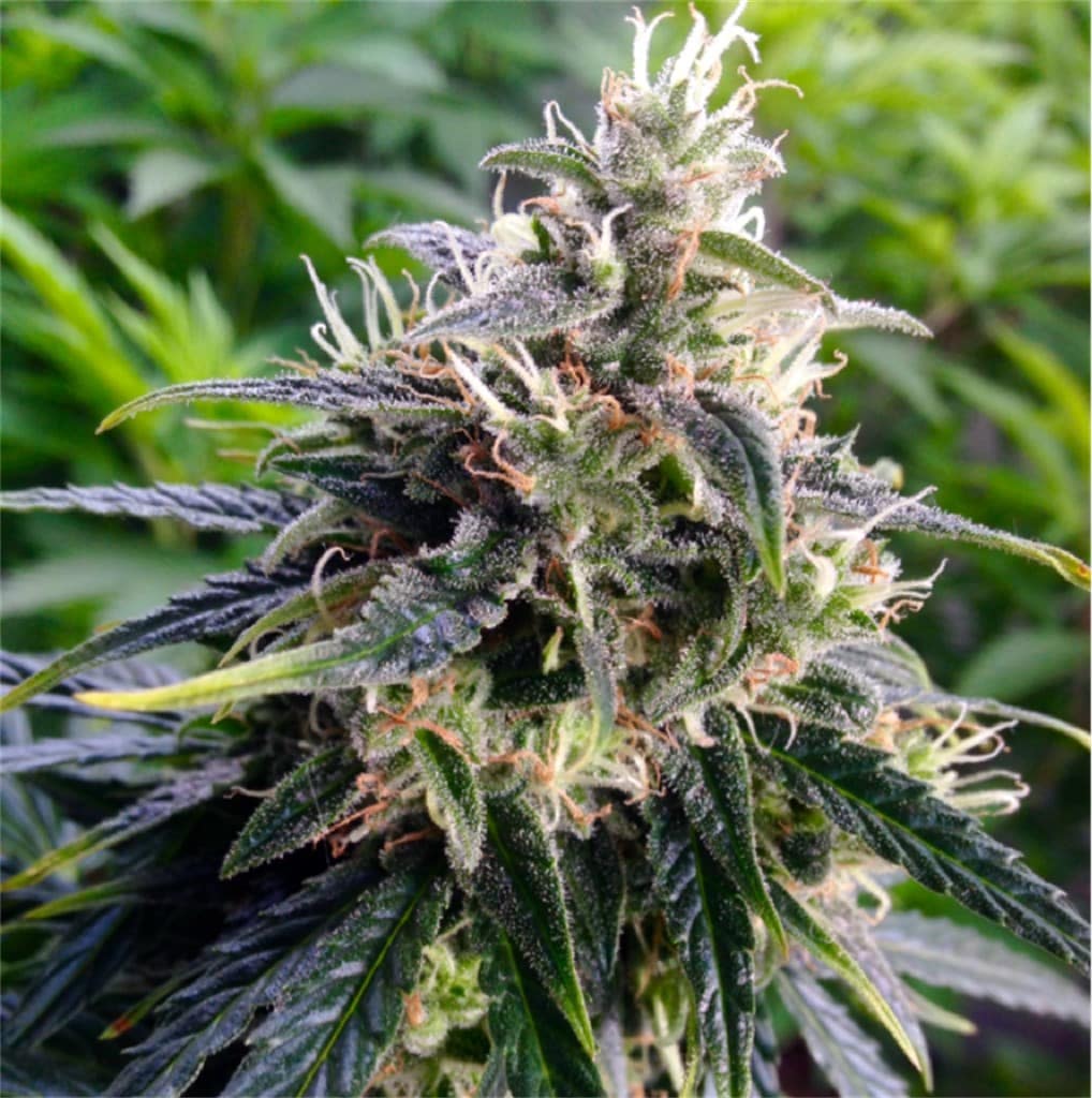 northern-lights