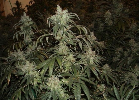 Platinum Kush strain review, cannabis, marijuana, weed, pot, plant