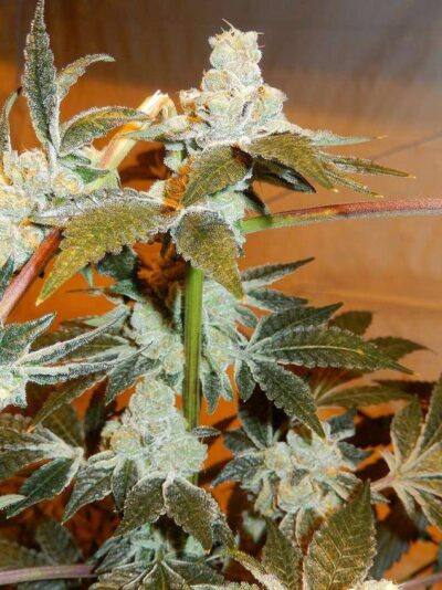 Candyland Strain Review & Growing Guide | Learn All About 19 Candyland Strain Review & Growing Guide, MARIJUANA, WEED, CANNABIS SEEDS, dR. sEEDS
